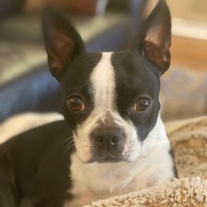 Meet your Posher, Perro huevon